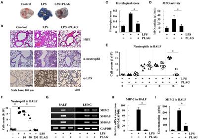 1-Palmitoyl-2-Linoleoyl-3-Acetyl-rac-Glycerol (PLAG) Rapidly Resolves LPS-Induced Acute Lung Injury Through the Effective Control of Neutrophil Recruitment